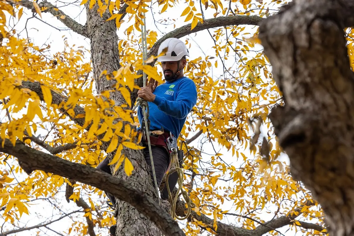 Skilled Tree Planing crew working in Mount Sterling